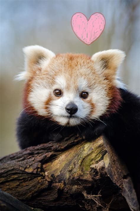 Happy Valentines Day From Red Panda Network Panda Puppy Red Panda