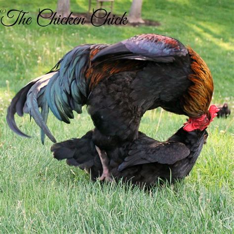 Chickens Mating Process