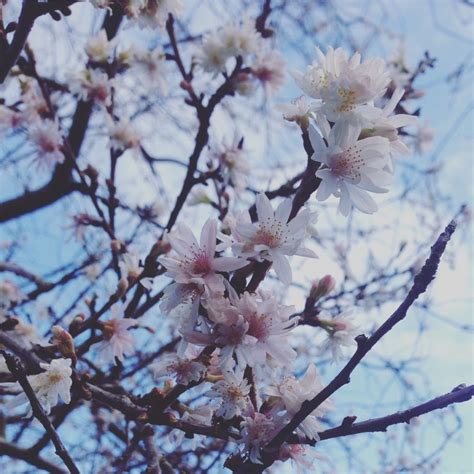 Winter Cherry Blossom To Banish Your Blues The Small Gardener