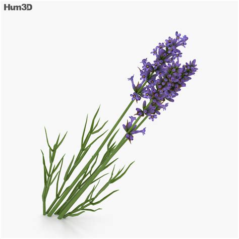 Lavender 3d Model Download Plants On