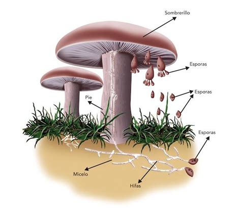 Dibujos Del Reino Fungi Porn Sex Picture
