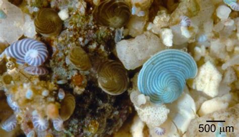 Foraminifera Smithsonian Ocean Portal Ocean Beautiful Creatures