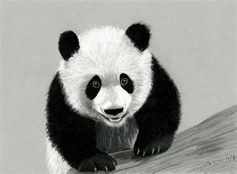 Panda Pencil Sketch At Explore Collection Of Panda