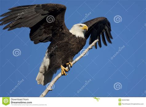 Bald Eagle Ready To Fly Stock Photo Image Of Blue Wings 30437960