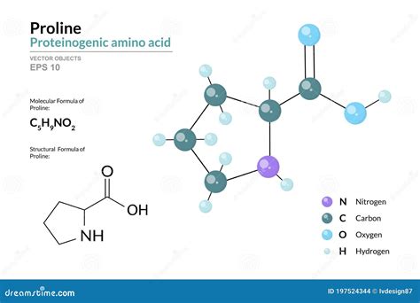 Proline Pro C5h9no2 Ácido Amino Proteinogénico Fórmula Química