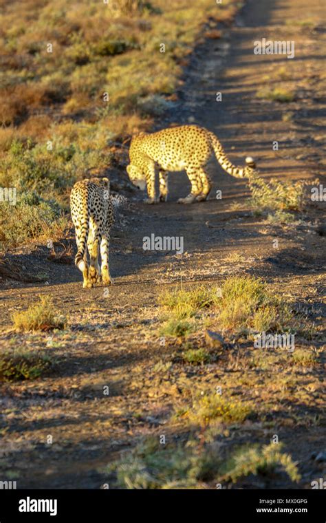Cheetah In The Addo Elephant National Park Just After Sunrise Eastern