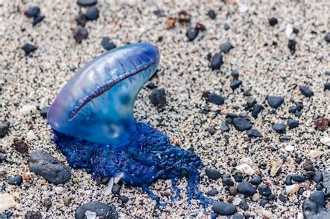 Premium Photo Portuguese Man O War Physalia Physalis Stranded On