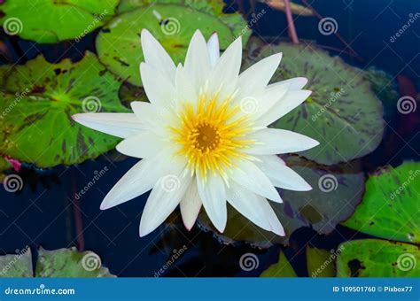 White Lotus Flower With Yellow Pollen Blooming In Pool Stock Photo
