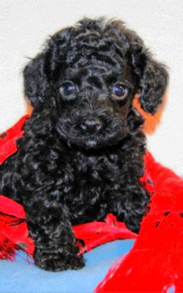 Miniature poodles are high energy dogs that require a good amount of exercise each day. Toy poodle black puppies | Carnoustie, Angus | Pets4Homes