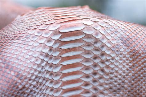 Genuine Python Snakeskin Leather Snake Skin Texture Background