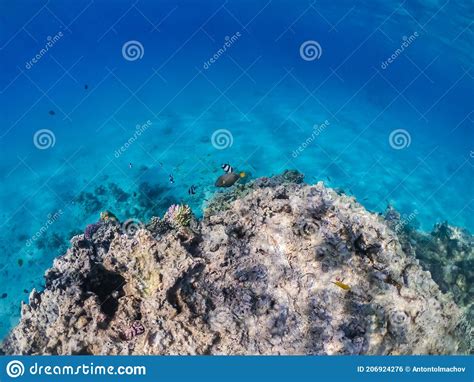 Amazing Colorful Coral Reef And Exotic Fishes Of Red Sea Stock Photo