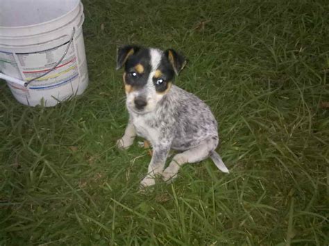 Hey there craigslist, this is my dogs third litter. Jack Russell Blue Heeler Mix Puppies | PETSIDI