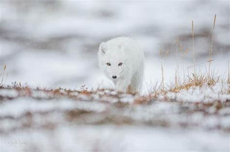 Renard Polaire Par Yannick Lenoir Image Nature Arctic Fox Lenoir