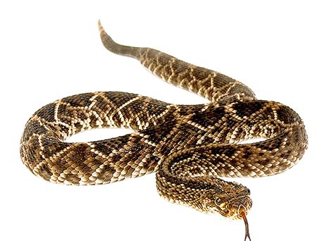 Snakebite Anaconda Vipers Venomous Snake Snake Png Download 1600
