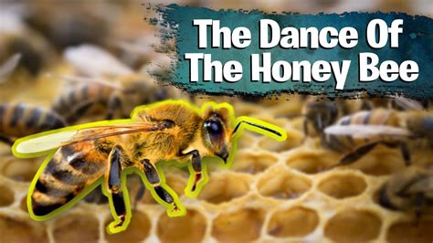 The Dance Of The Honey Bee Youtube
