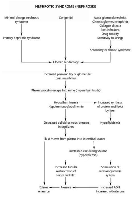 Flow Chart For Nephrotic Syndrome Care Plan Mussen Healthcare