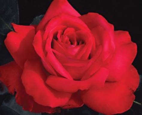 Top 10 Red Hybrid Tea Roses A Listly List