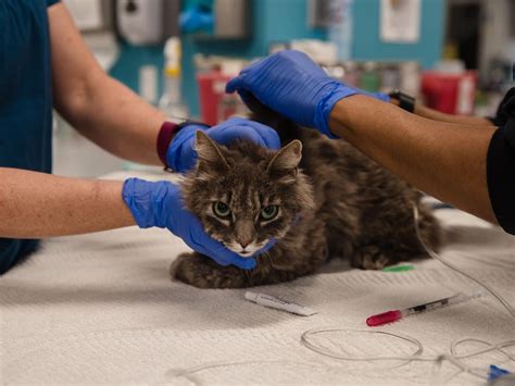 Feline Affliction How Coronavirus Was Discovered In A Cat The