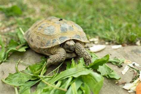 What Do Tortoises Eat Green Lane Farm Boarding Kennels