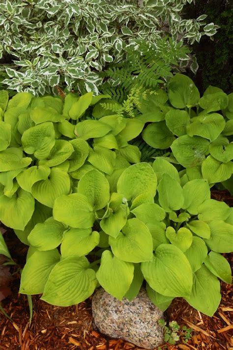 Buy August Moon Hosta Lily Plant Free Shipping 1 Gallon Pot For