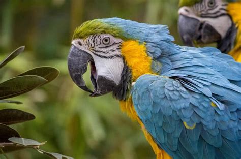 Top 10 Most Beautiful Parrots In The World The Mysterious World