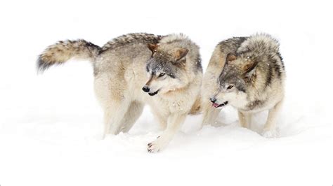 Two Hungry Wolf In The Snow Wallpapers And Images