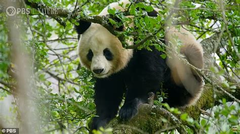 First Ever Footage Of Giant Pandas Mating In The Wild Reveals The