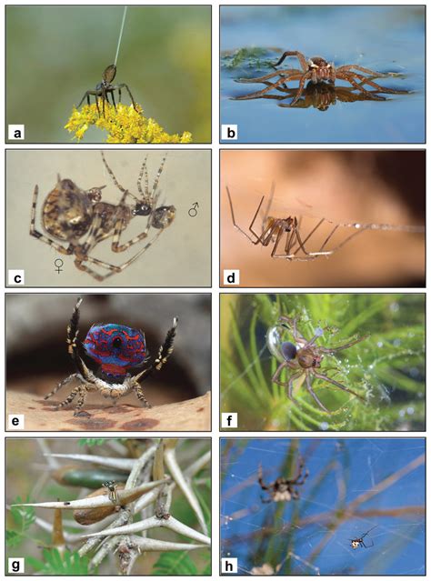 Record Breaking Achievements By Spiders And The Scientists Who Study