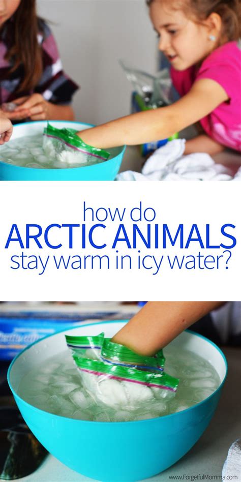 You can provide new science explorations in during most preschool science activities, your preschoolers will share their thoughts and ideas with use what you have available: Arctic Animals - Science Experiment | Science experiments ...