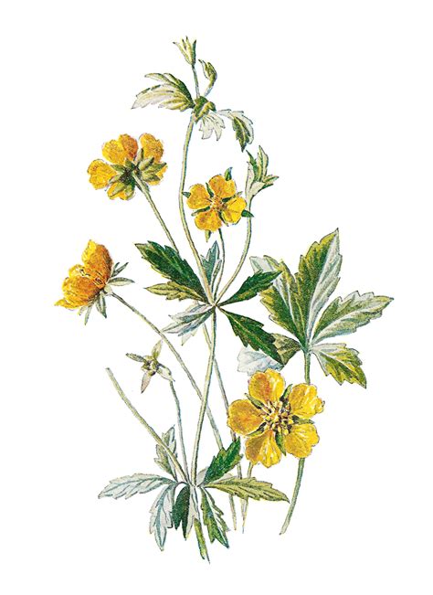 Antique Images Digital Antique Illustration Wildflowers Botanical Clip