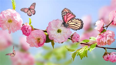 Pink Butterfly On The Blossom Trees Hd Wallpaper