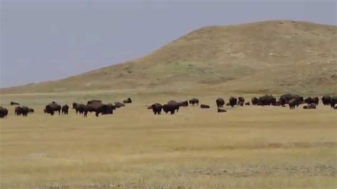 Bison At Grasslands National Park Saskatchewan Youtube