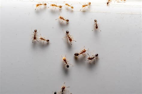 8 Tips On How To Get Rid Of Ants In The Bathroom Sink Kitchen Sink