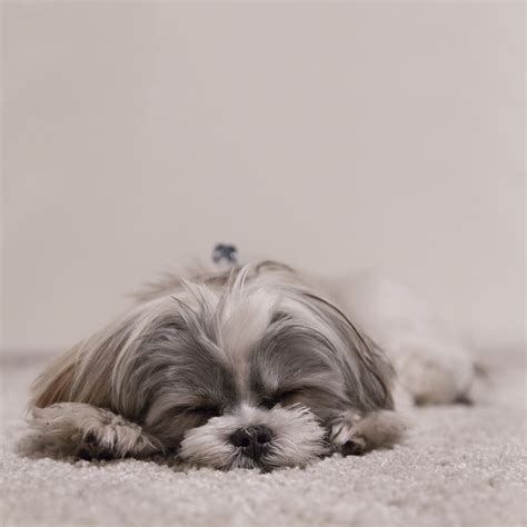 Free Images Puppy Animal Cute Canine Pet Sleeping Rest Nap