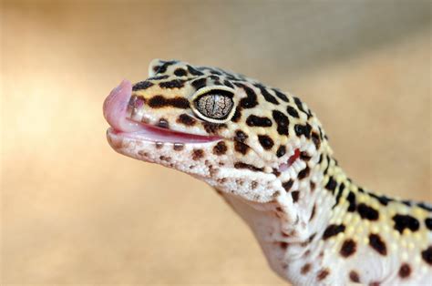 Types of Geckos pets [with pictures] | Pet Comments