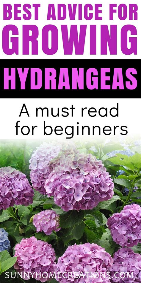 Hydrangea Care And Growing Tips Growing Hydrangeas Hydrangea Plant