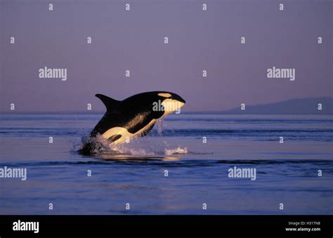 Kw2866 Orca Whale Orcinus Orca Breaching At Sunset Also Called