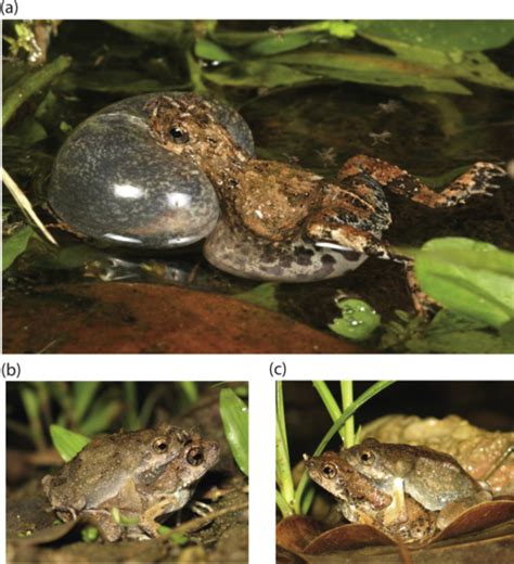 Photographs Of Túngara Frogs Engystomops Pustulosus And Frog Biting