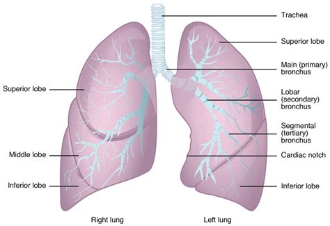Diagram Of The Lungs With Labels Labeling Of The Lungs Label The Lungs