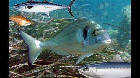 ‫أسماء السمك بالصور و أنواع الأسماك في البحر الأبيض المتوسط‬‎ - YouTube