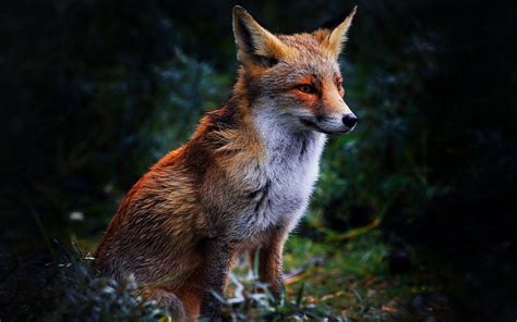 Pin By Judy Pillay On Create Fox Background Animals Fox Pictures