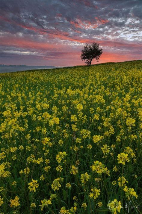 See more ideas about flowers, beautiful flowers, flower aesthetic. Field of yellow mustard flowers, San Jose, California ...