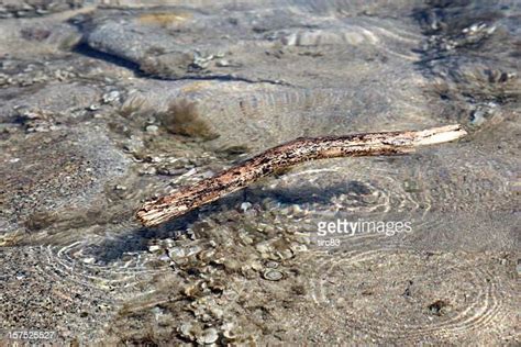 Driftwood Floating Photos And Premium High Res Pictures Getty Images
