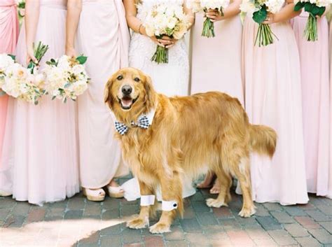 Golden Retriever Dog Wedding Photos Dog Wedding Wedding Inspo