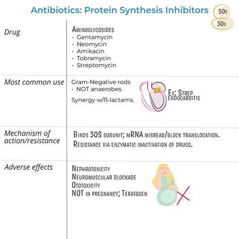 Immunology Microbiology Glossary Aminoglycosides Ditki Medical