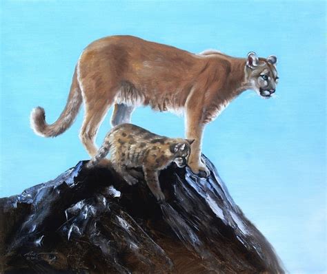 Cougar Puma Panther Mountain Lion Wildlife Animal 20x24