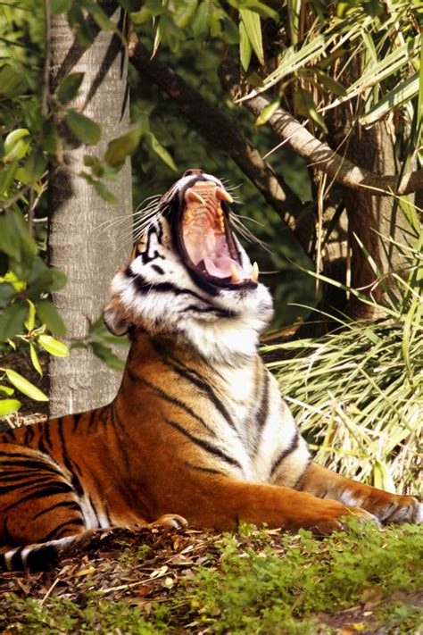 Sumatran Tigress In The Jungle By Sandrachung On Deviantart