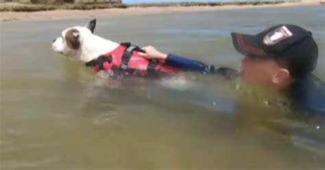 Hero Dog Swims Into Fast Moving River And Saves Boy From Drowning