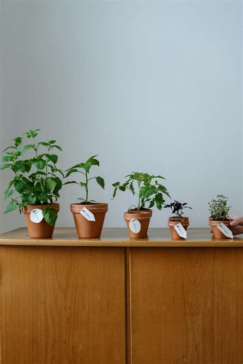 Green Potted Plant On Brown Wooden Cabinet · Free Stock Photo