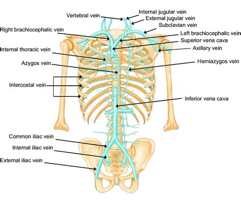 Anatomy Of The Venous System